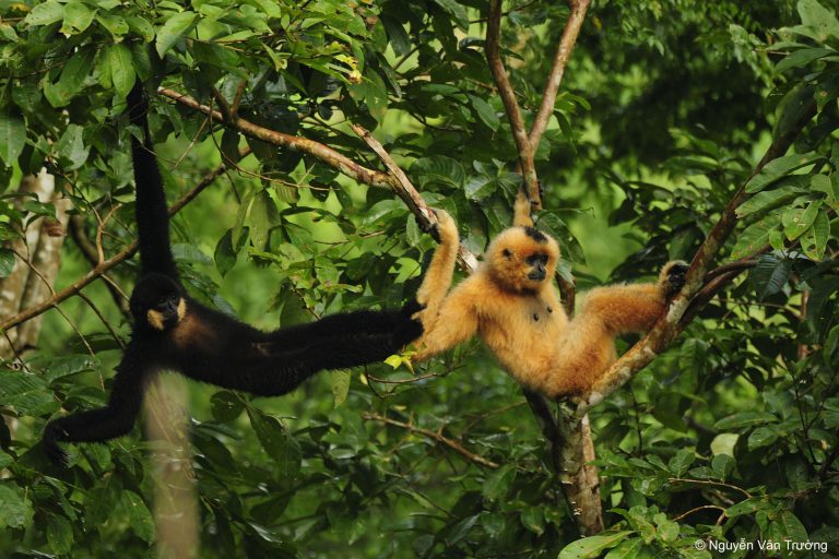 Der Gibbon – kleine Menschaffen in großer Gefahr