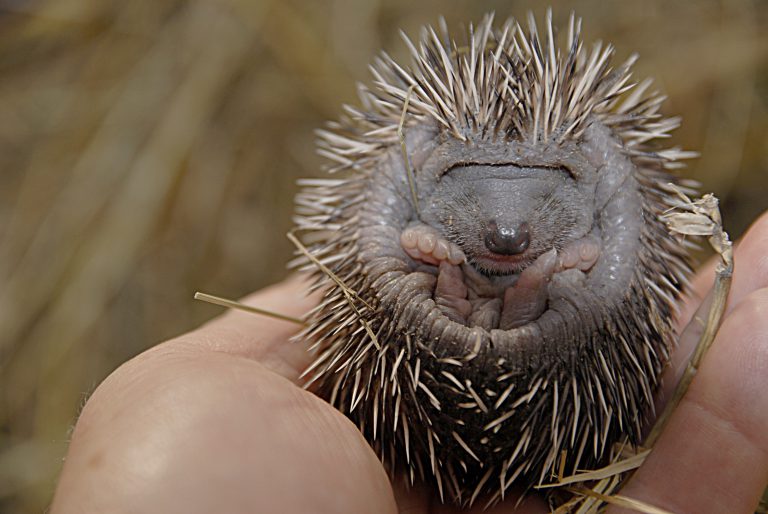 Kleiner Igel was tun?