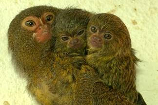 Nachwuchs XXS im Tierpark Görlitz