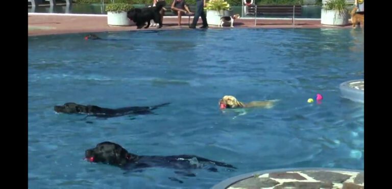 Hundebadetag im Erlebnisbad Cunewalde 2020