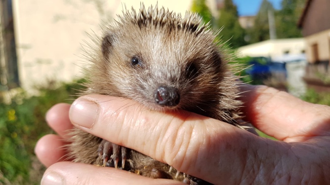 Kleiner Igel was nun?