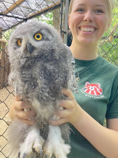 Seit sieben Jahren wieder Schneeeulenküken im Naturschutz-Tierpark Görlitz-Zgorzelec geschlüpft