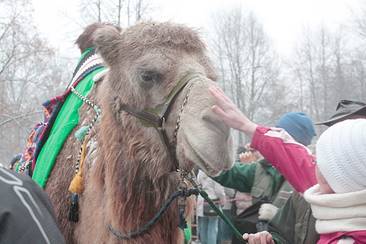 Trampeltierwallach Ivan im Naturschutz-Tierpark Görlitz-Zgorzelec gestorben