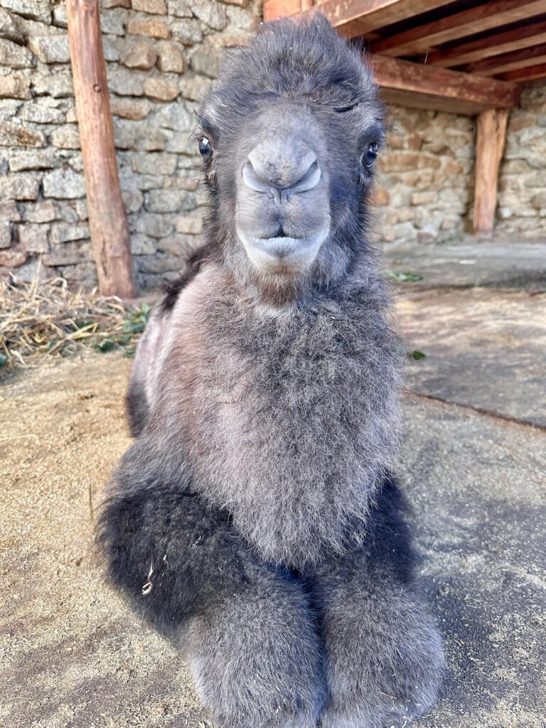 Große Freude und zwei Gründe zum Feiern im Naturschutz Tierpark Görlitz-Zgorzelec