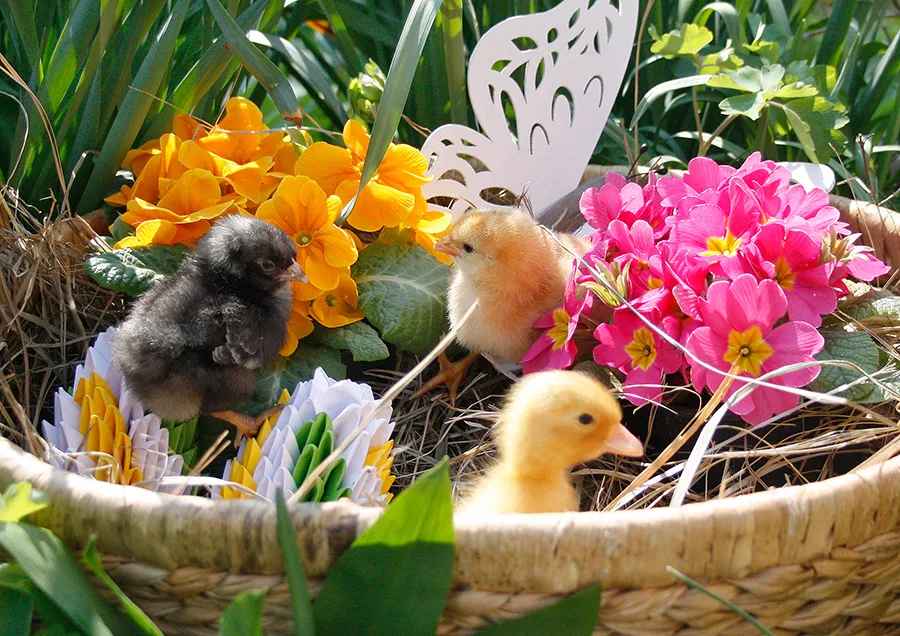 4 13 2025 Ostern web.jpg