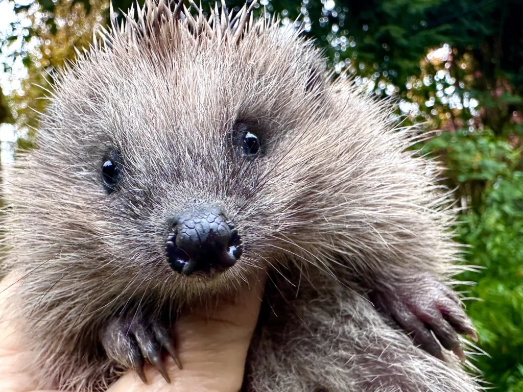 4 38 2025 Igel WEB.JPG